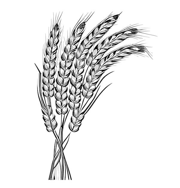 Schizzo di spighe di grano disegnato a mano in stile doodle illustrazione vettoriale