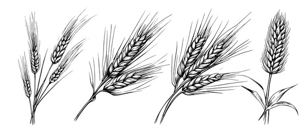 ベクトル 小麦の穂の小穂は、ビンテージ彫刻スタイルのファーム有機食品のコンセプトで手描きのライ麦をスケッチします