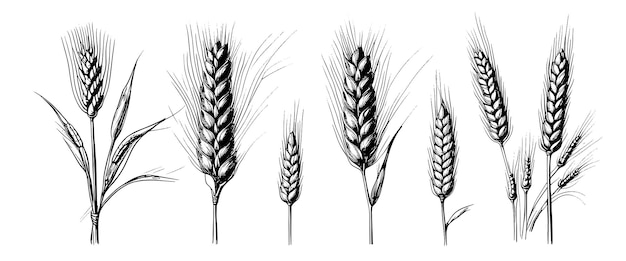 Колоски колосьев пшеницы рисуют рисованную рожь в винтажном стиле гравюры. Концепция органических продуктов питания на ферме.