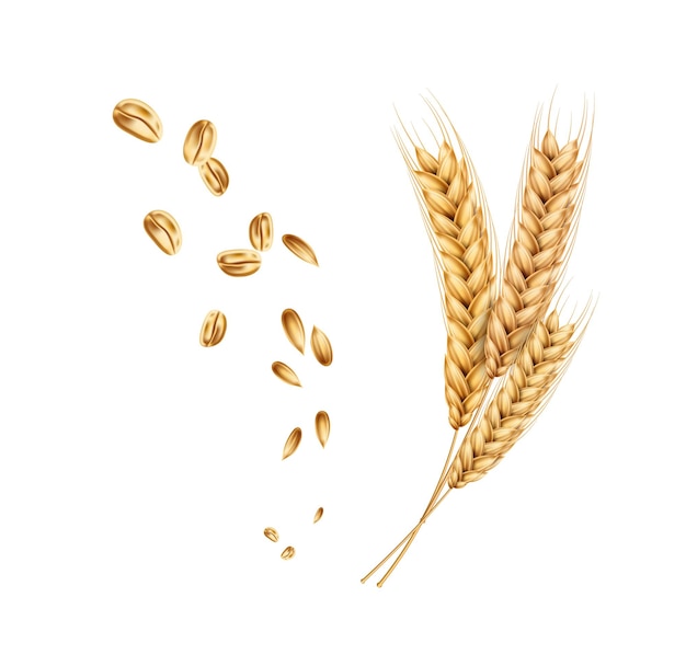 Vector wheat ears spikelets with grains