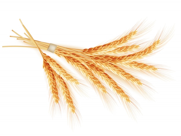 Vector wheat ears  on white background.