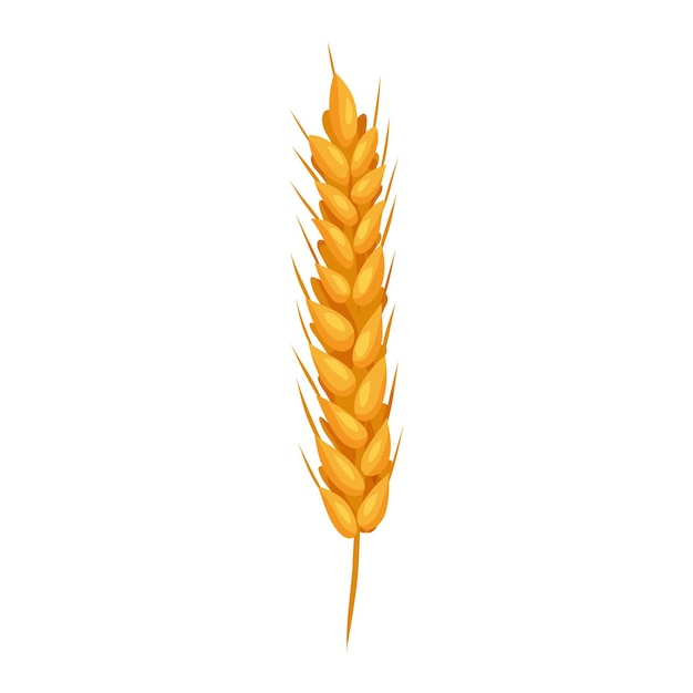 Wheat ears with grains on white backgroung Vector isolated illustration flat style Elements for bakery or flour production design