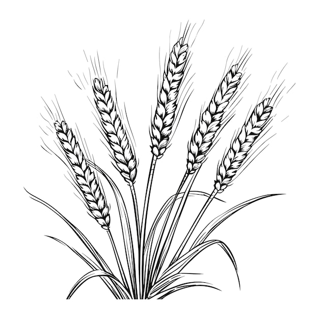 Wheat ears woodcut drawing vector