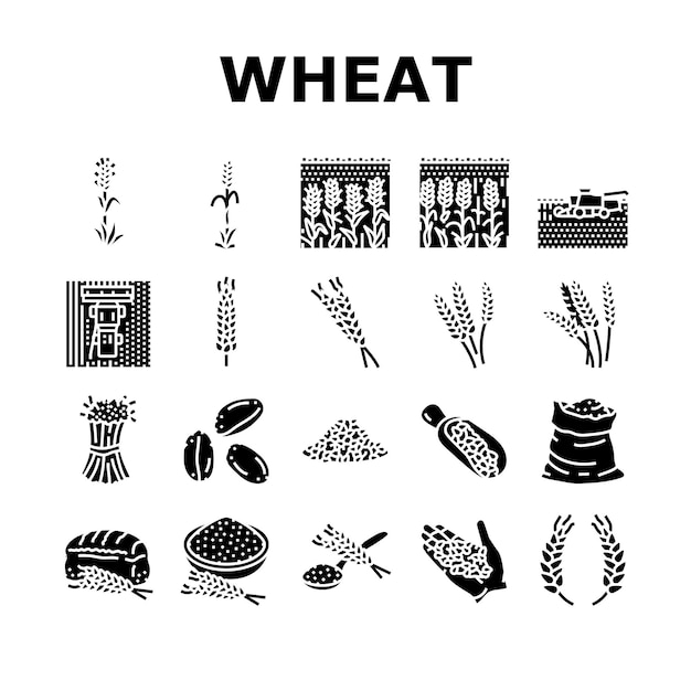 Vector wheat grain bread harvest icons set vector