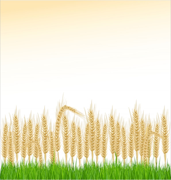 Wheat and grass