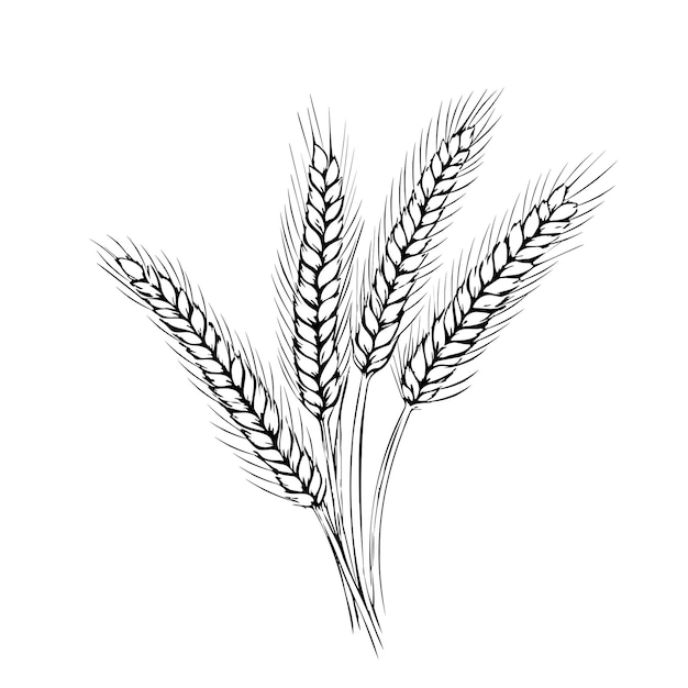 Vector wheat hand drawn sketch in doodle style illustration