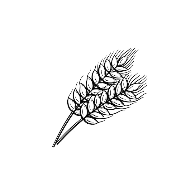 Wheat hand drawn sketch icon