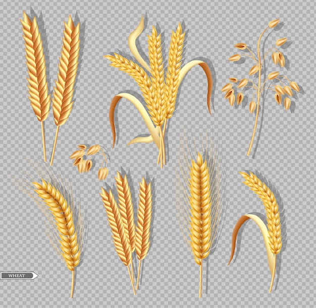 Вектор Сбор урожая пшеницы