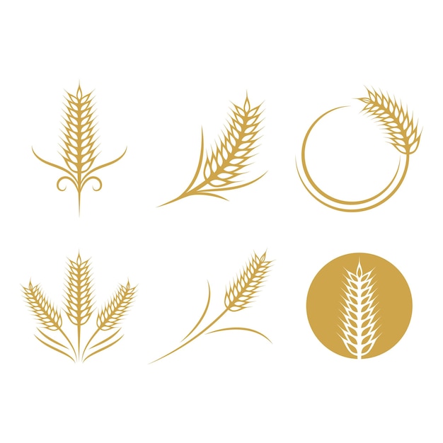 Wheat illustration design