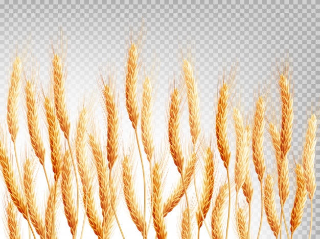 Vector wheat isolated on a transparent background.