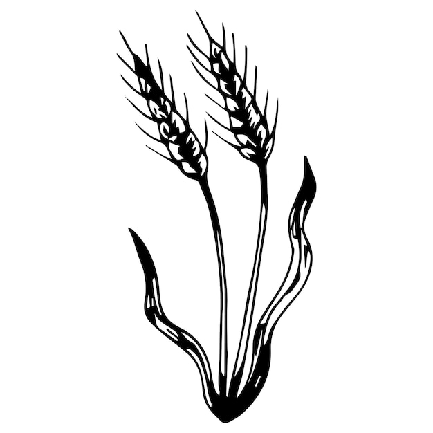 Wheat,millet, barley, rye, oats drawing. Farm field illustration. Vector illustration.