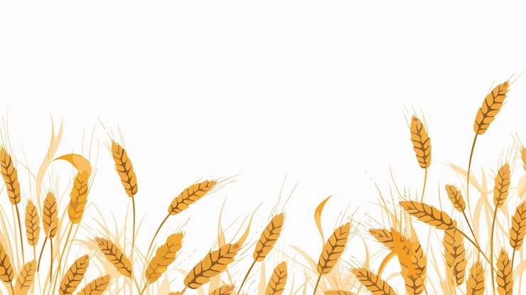 Vector wheat oat wallpaper symbol pattern with free space