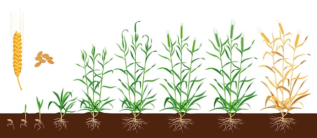 벡터 토양 단계에서 밀 또는 호밀 곡물 및 귀 성장