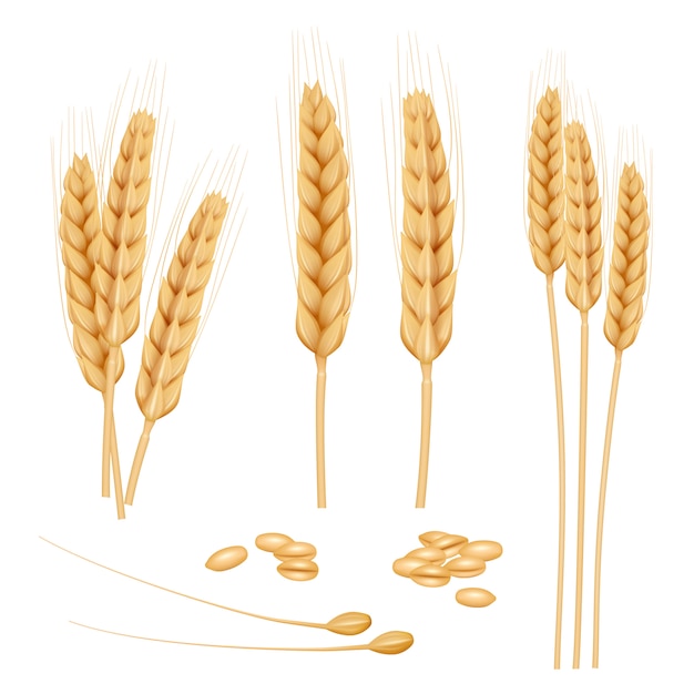 Wheat realistic. Agriculture healthy organic food golden grain wheat collection