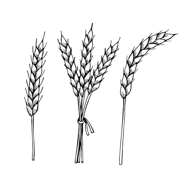 Vector wheat set vector illustration hand drawing sketch