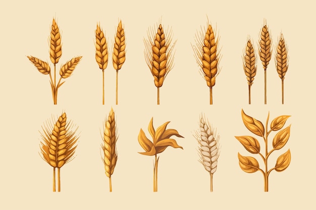 Vector wheat silhouette vector set collection graphic clipart design flat vector illustration isolated on white background