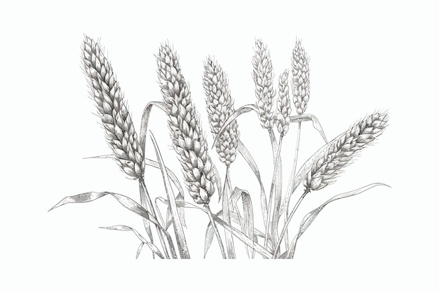 Wheat spikelets with ears grains stems and spikes Isolated on white background Vector cartoon illustration