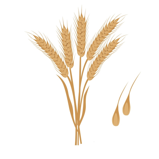 Vector wheat vector bunch of wheat ears clip art dried whole grains illustration cereal harvest