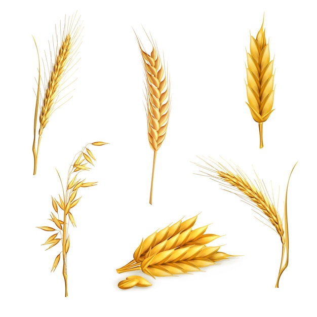 Vector wheat, vector set