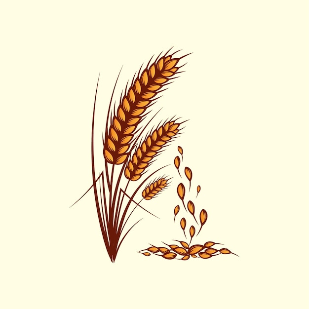 Wheat yellow ripe spikelets with grains of wheat hand drawn illustration on white background