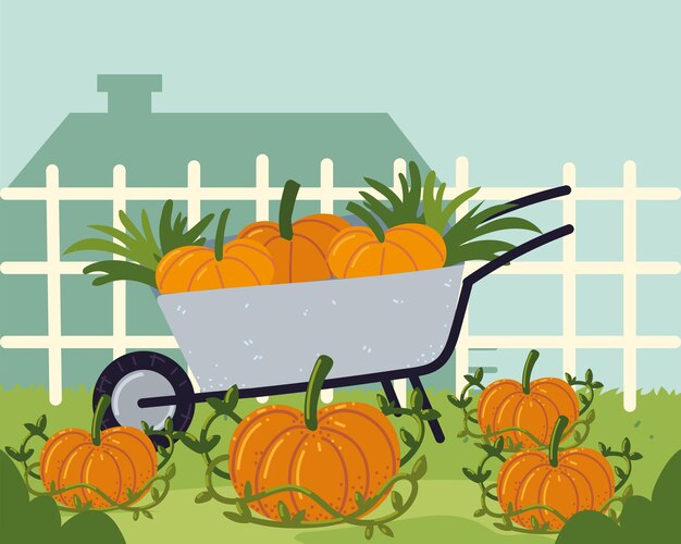 Wheelbarrow with pumpkins