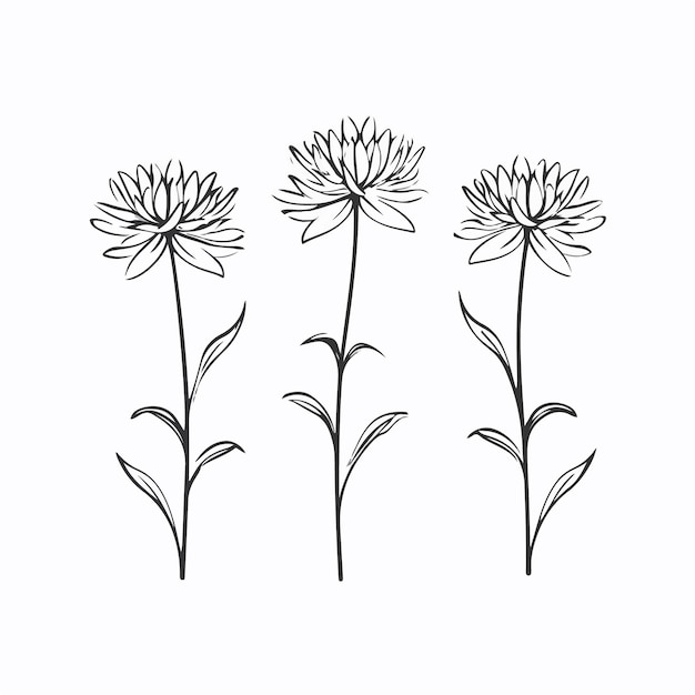 Whimsical aster illustrations in outline style ideal for botanical artwork