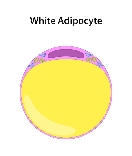 Vector white adipocyte white fat cell