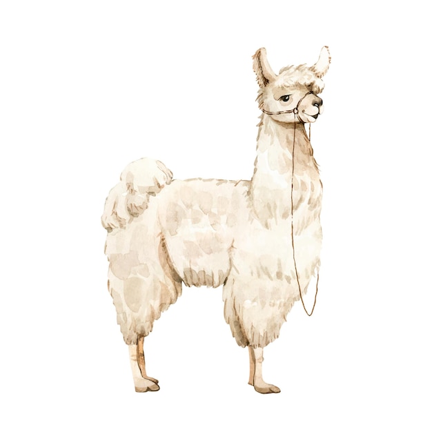 White alpaca cute fluffy animal with big eyes, watercolor illustration.