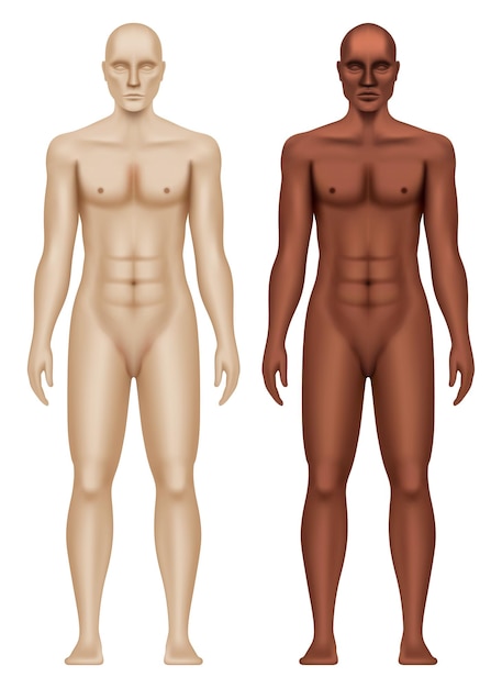 ベクトル 白と黒の男性の解剖学的な身体の現実的なベクトルイラストが白い背景に隔離されています