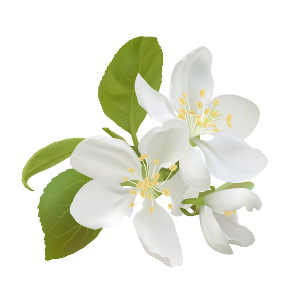 Vector white apple flowers