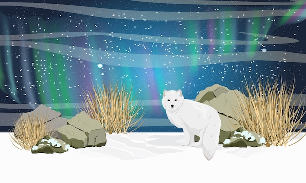 Vector white arctic fox in the snow stones dry grass and the northern lights in the sky