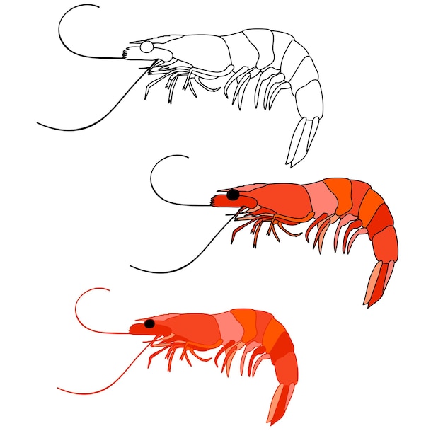 White background food set of shrimp