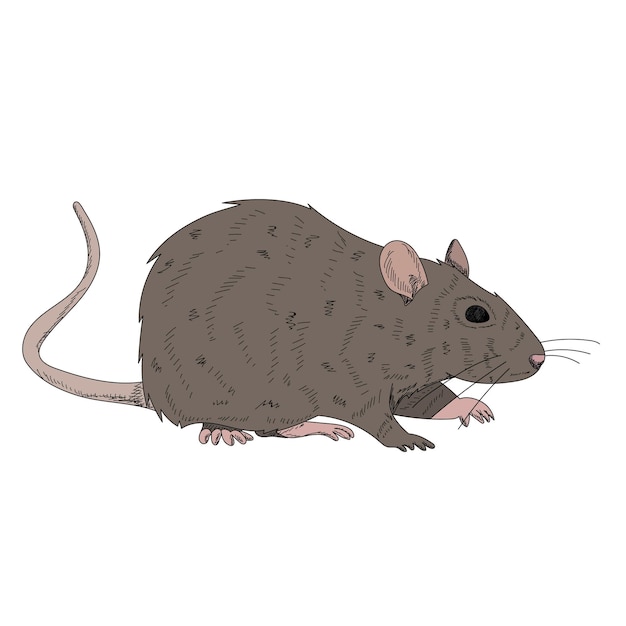 Vector white background rat mouse brown