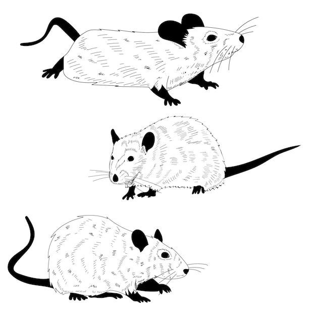 white background rat mouse set of black and white silhouettes