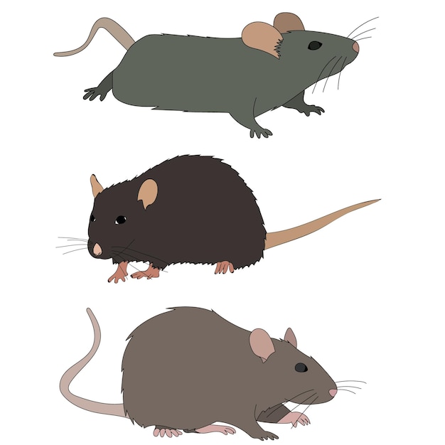 White background rat mouse set