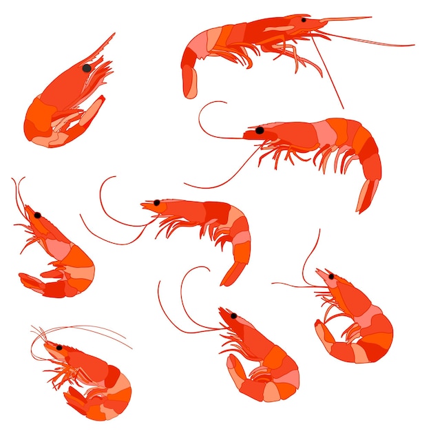 White background shrimp set