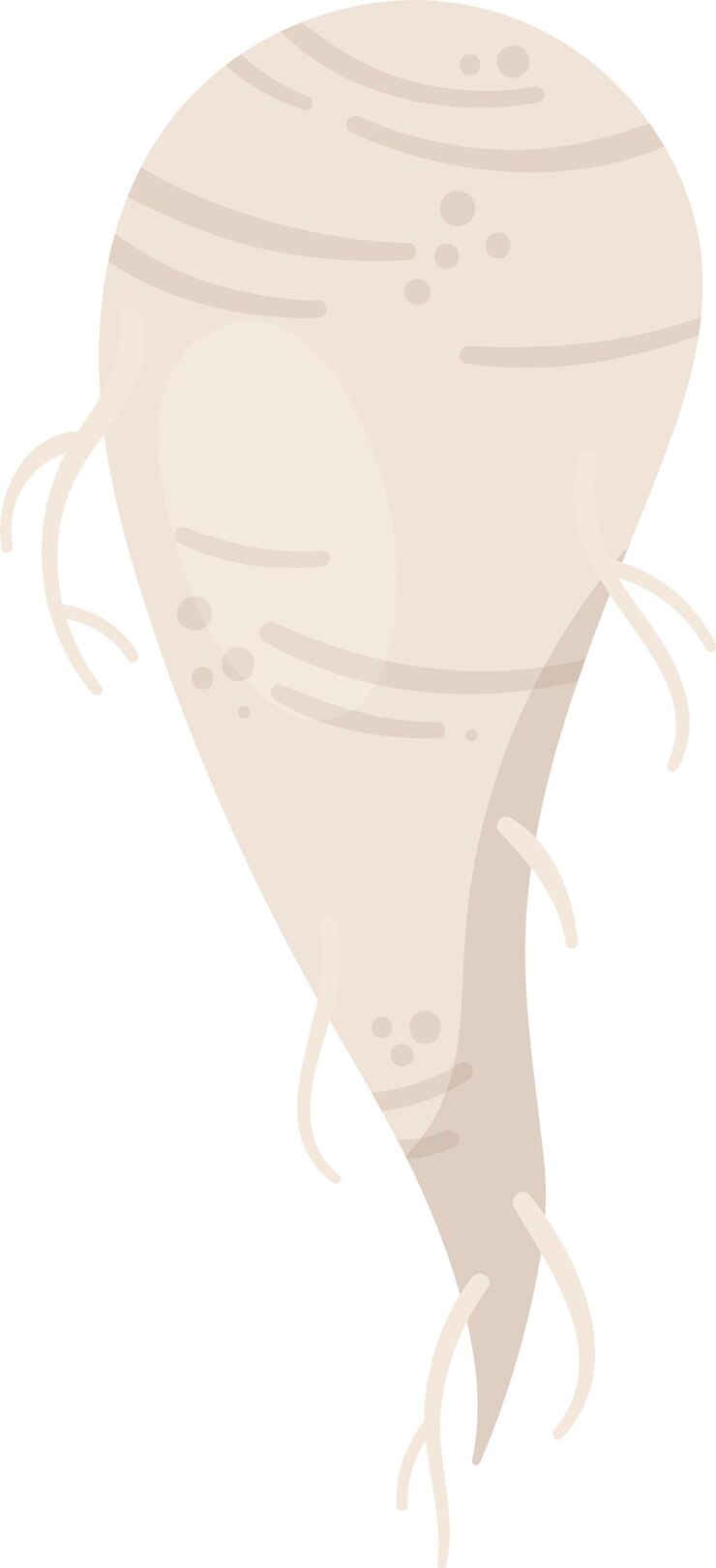 Vector white beet root