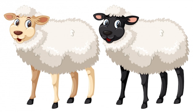 Белая и черная овца на белом фоне