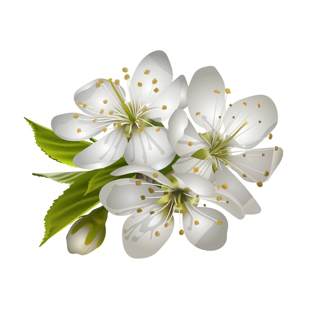 Vector white blossoms flowers illustration