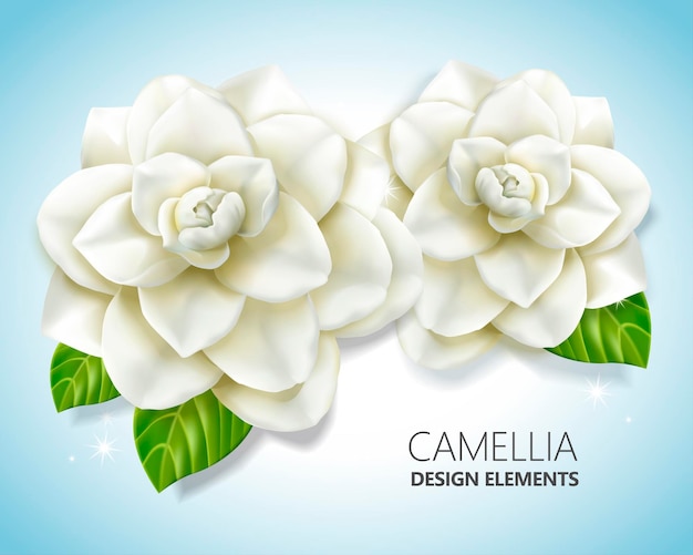 Elementi di camelia bianca, elegante floreale