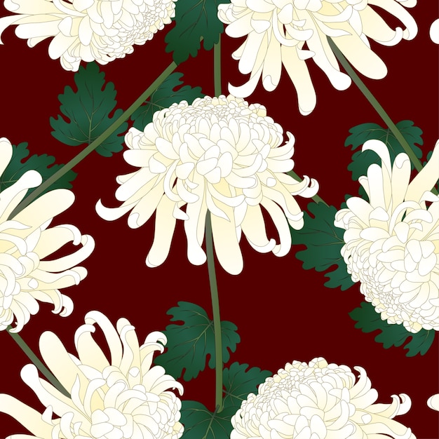 White chrysanthemum flower on red background