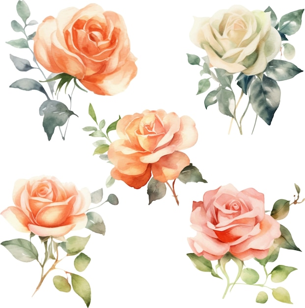 Роза белого и кораллового цвета выделена на белом фоне. Коллекция векторных иллюстраций.