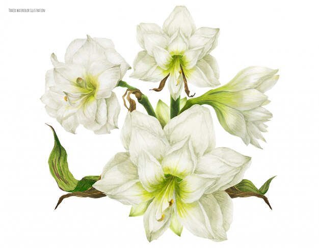 Vettore mazzo corpetto bianco con hippeastrum