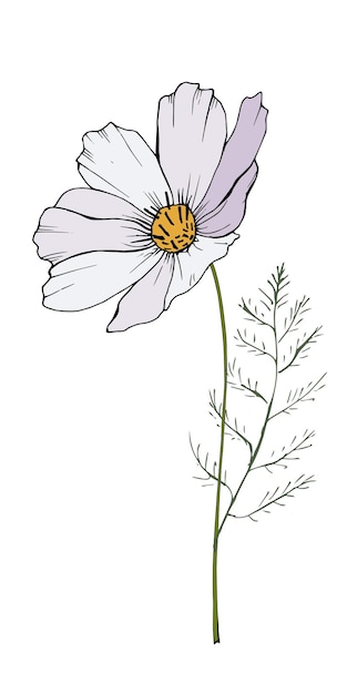 Vector white cosmos flower illustration hand drawn