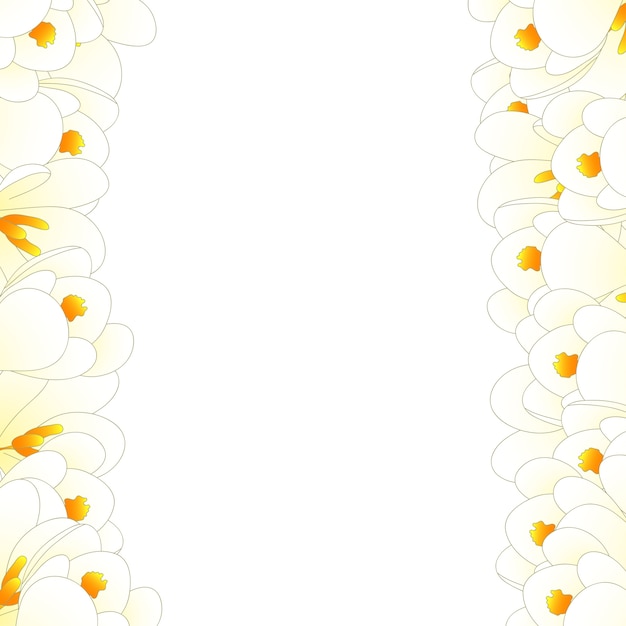 Vector white crocus flower border