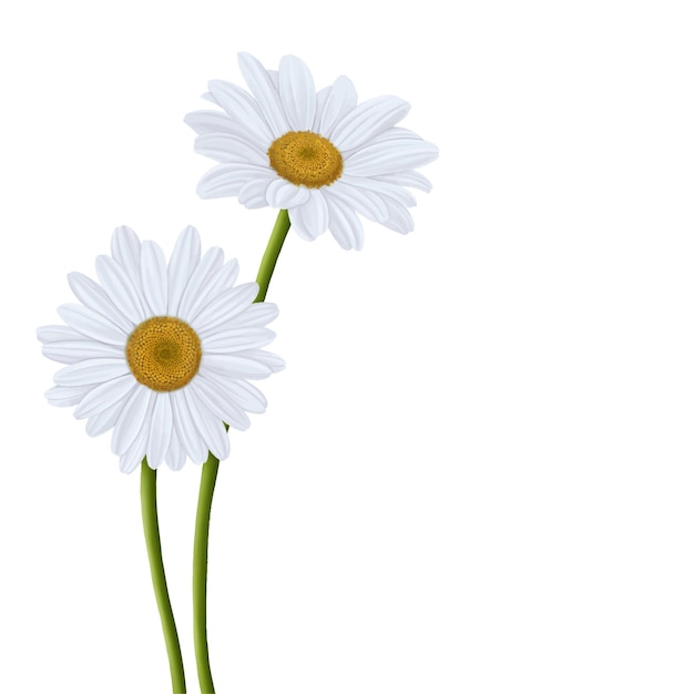 White Daisy Flower Bloom Painting