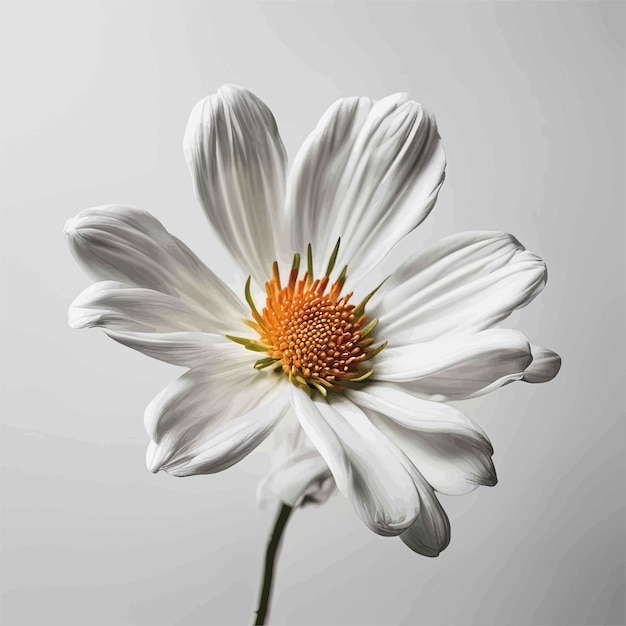 изолированный цветок белой ромашкиИзолированный белый цветок ромашкибелая хризантема на сером фоне