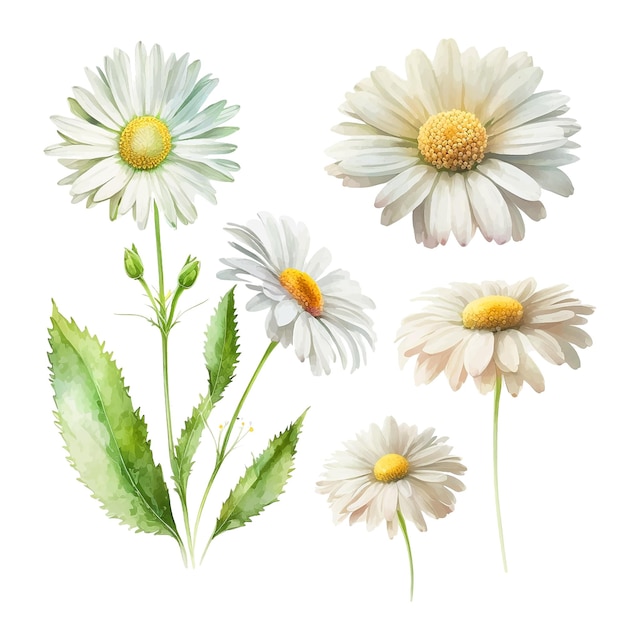 White daisy flower watercolor paint collection