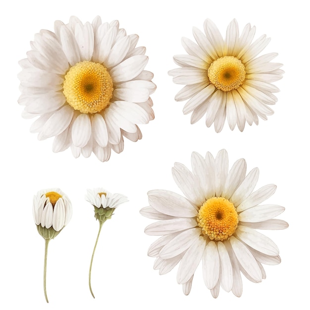 Vector white daisy flower watercolor paint collection