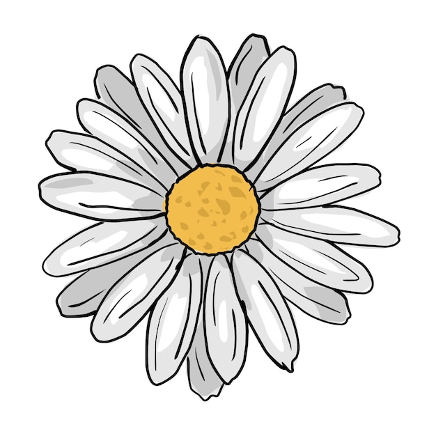 Vector white daisy with a yellow heart cartoon sketch on a white background